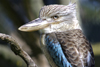 Australia - South Australia: Kookaburra - photo by G.Scheer