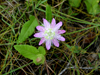 Belize - Seine Bight: lavender kiss - flower - photo by Charles Palacio