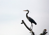 Canada - Ontario - Great Blue Heron perched - Ardea herodias - fauna - photo by R.Grove