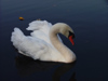 Canada - Ontario - Mute Swan - Cygnus olor - fauna - photo by R.Grove