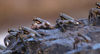 55 Christmas Island: Sea Crabs (photo by B.Cain)