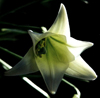 Costa Rica: trumpet flower - photo by W.Schipper