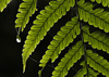 Costa Rica: water droplet on a fern leaf - photo by B.Cain