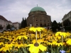 Hungary / Ungarn / Magyarorszg - Pcs: flowers and Mosque Church - former Pasha Gazi Kassim mosque (photo by J.Kaman)