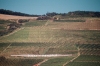 Hungary / Ungarn / Magyarorszg - Tokaj: vineyards II (photo by J.Kaman)