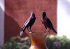 East Africa - Kenya - Malindi / Melinde, Coast province: ravens on the waterfront - photo by F.Rigaud