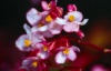 Funchal: Jardim Botnico - cacho de flores / botanical garden - cluster of flowers - photo by F.Rigaud