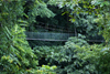 Gunung Mulu National Park, Sarawak, Borneo, Malaysia: canopy walk - suspension bridge - photo by A.Ferrari