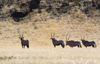 Namibia: four oryx in field at Skeleton Coast - photo by B.Cain