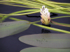 New Zealand - South island - Lake Mahinapua: lake weed - photo by Air West Coast