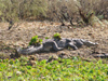 Sngal - Parc national des oiseaux du Djoud (PNOD): crocodile - photographie par G.Frysinger