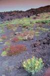 Sicily / Sicilia - Etna: flowers in the ashes (photo by Juraj Kaman)