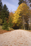 Slovenia - Kocevski Rog, forest and hills surrounding Kocevje in southern Slovenia - photo by I.Middleton