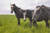 Slovenia - Cerknica municipality: three horses on Slivnica Mountain - photo by I.Middleton