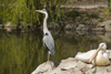 Heron and White Pelicans in Ljubljana zoo, Slovenia - photo by I.Middleton