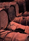 South Georgia Island - Leith Harbour: rusting drums (photo by Rod Eime)