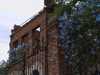 Edirne / Adrianople - Thrace / Trakya, Marmara region, Turkey: flowers over the ruins of the synagogue - photo by A.Slobodianik