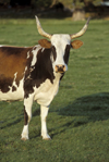 Texas, USA: Texas Longhorn with a magnificent rack of horns in a pasture - Texas is nicknamed the 'Longhorn State' - cattle - livestock - photo by C.Lovell