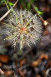 Roosevelt National Forest - Poudre Canyon, Larimer County, Colorado, USA: Tragopogon dubius - Western salsify or goatsbeard - puff-like cluster of parachute seeds - one-seeded achenes - Wishie or Clock - photo by M.Torres