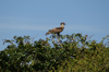 129 Venezuela - Apure - Los Llanos - a cari-cari at the top of a tree - carcar - carancho - caracar -  guarro - moudo - traro - Polyborus plancus - photo by A. Ferrari